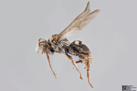 [Leiopodus male (lateral/side view) thumbnail]